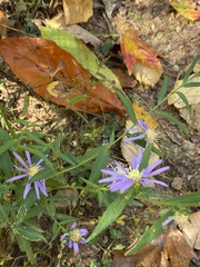 Symphyotrichum retroflexum