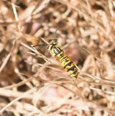 Vespula sulphurea
