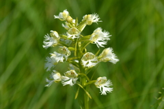 Platanthera leucophaea