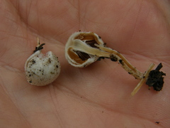 Tympanella galanthina