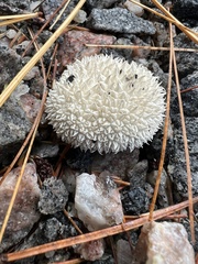 Lycoperdon curtisii