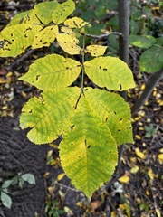 Carya cordiformis