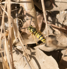 Vespula sulphurea