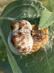 Mastophora cornigera
