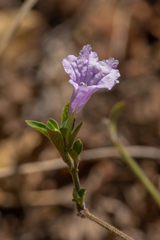 Ruellia cordata