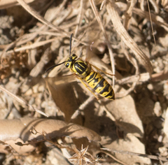 Vespula sulphurea