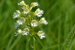 Platanthera leucophaea