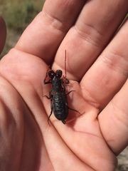 Mastigoproctus giganteus