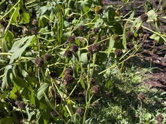 Rudbeckia