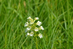 Platanthera leucophaea