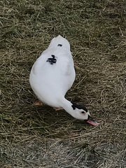 Anas platyrhynchos × Cairina moschata