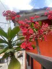 Euphorbia milii