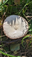 Volvopluteus gloiocephalus
