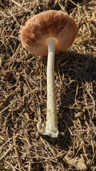 Volvopluteus gloiocephalus