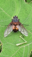 Tachininae