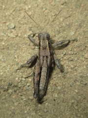 Oedaleonotus