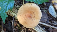 Lactarius quietus