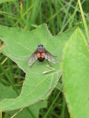 Tachininae