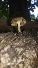 Lentinus