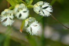 Platanthera leucophaea