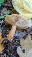 Lactarius quietus