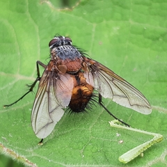 Tachininae