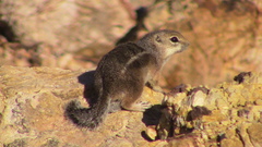 Ammospermophilus leucurus