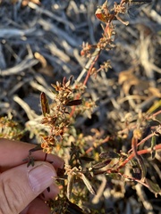 Crocanthemum canadense