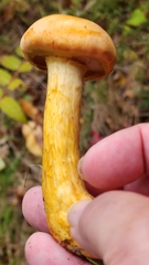 Gymnopilus subspectabilis