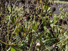 Rudbeckia