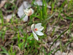 Thelymitra rubra