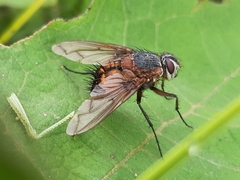 Tachininae