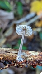 Mycena arcangeliana