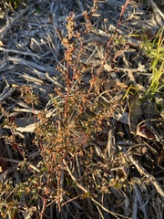 Crocanthemum canadense
