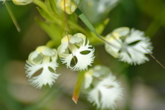 Platanthera leucophaea