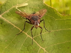 Tachininae