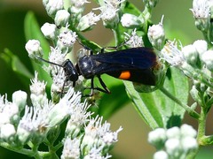 Stizoides renicinctus