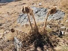 Cirsium scopulorum