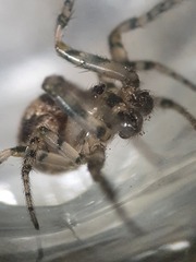 Zygiella montana