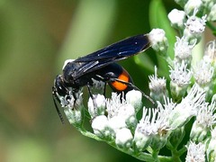 Stizoides renicinctus