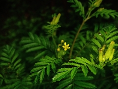 Tagetes foetidissima