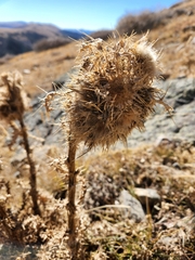 Cirsium scopulorum