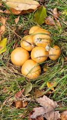 Gymnopilus subspectabilis