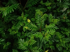 Tagetes foetidissima