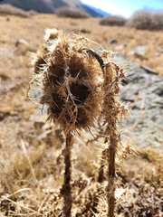 Cirsium scopulorum