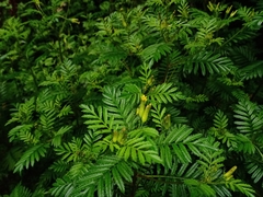 Tagetes foetidissima