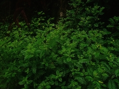 Tagetes foetidissima