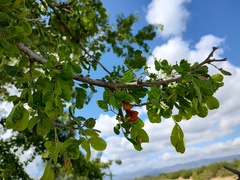 Vachellia californica