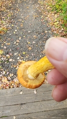 Gymnopilus subspectabilis