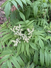 Sambucus gaudichaudiana
